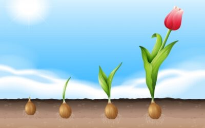 Die Tulpe – Gedicht